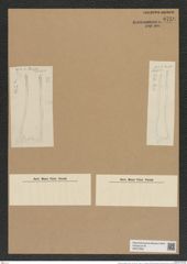 Hemiaulus longicornis Grev. (de-Toni-Nr.: Genus 117, Species 3350) Zeichnungen Sammlung Grunow Nr. 6758 (NHMW-BOT-W0375585)